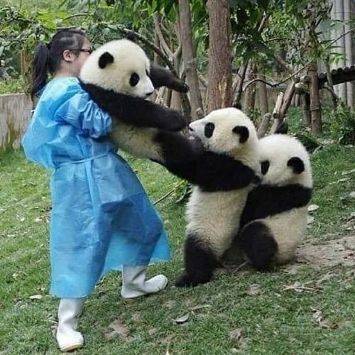 CSS Panda-monium